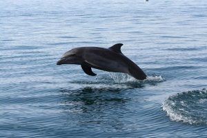 Blue Dolphin Tamarindo Catamaran Sunset Cruise - Natives' Way Costa Rica Tours