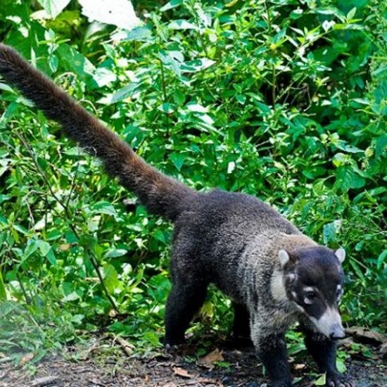 Coati Wildlife - Rincon de la Vieja Volcano National Park Tours - Native's Way Costa Rica Tours and Transfers