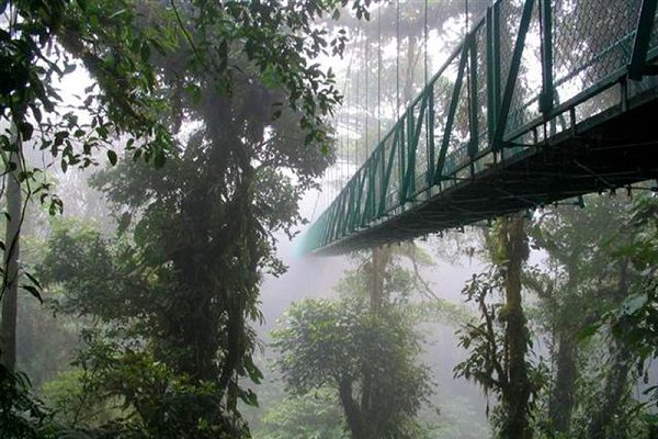 Hanging Bridges - Monteverde Cloud Forest Tour - Native's Way Costa Rica Tours