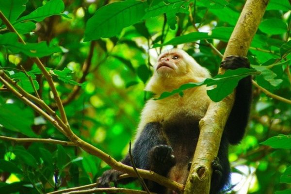 White Face Monkey - Rincon de la Vieja Volcano National Park Tours - Native's Way Costa Rica - Tamarindo Tours and Transfers