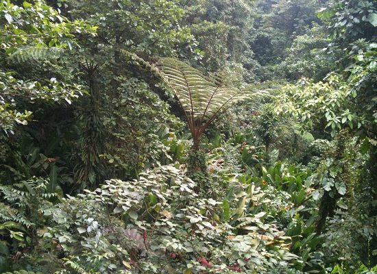 Monteverde Hanging Bridges - Monteverde Cloud Forest Tour - Native's Way Costa Rica Tours