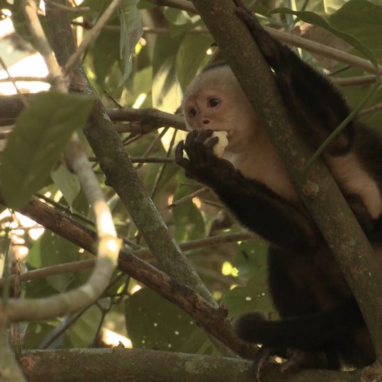 White Face Capuchin Monkey Wildlife - Rincon de la Vieja National Park Tours - Native's Way Costa Rica - Tamarindo Tours and Transfers