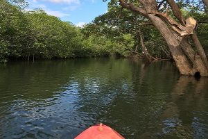 Tamarindo Kayak Estuary Tour - Native's Way Costa Rica - Tamarindo Tours & Transfers