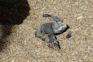 Tamarindo Turtle Nesting Watching Tour - Native's Way Costa Rica - Tamarindo Tours & Transfers
