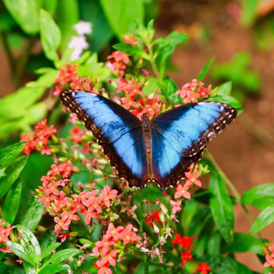 Monteverde Butterfly Garden - Native's Way Costa Rica Monteverde Tours