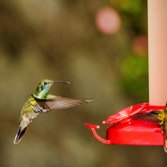 Monteverde Hummingbird Garden - Native's Way Costa Rica Monteverde Tours