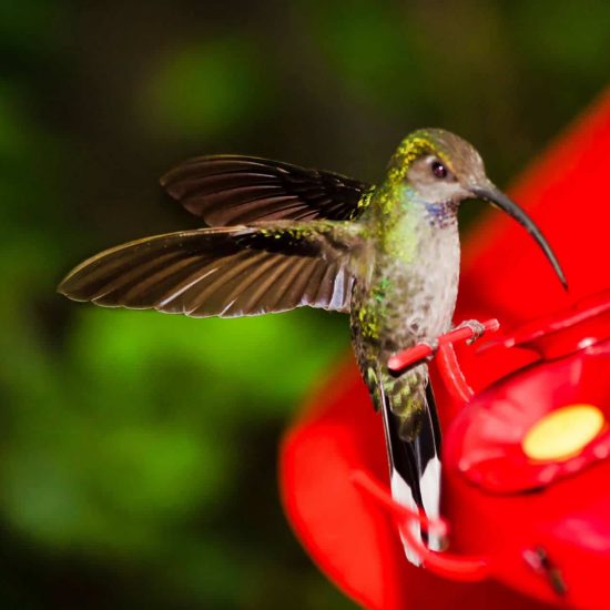 Monteverde Hummingbird Garden - Native's Way Costa Rica Monteverde Tours