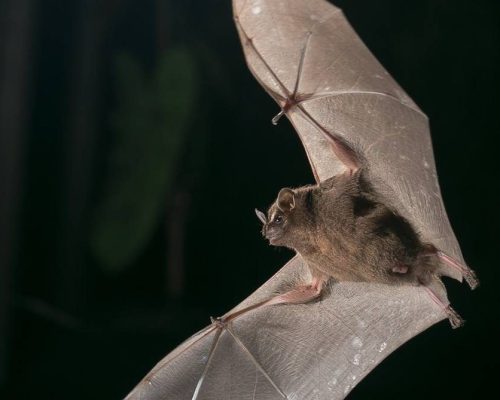 Bats Tour Monteverde