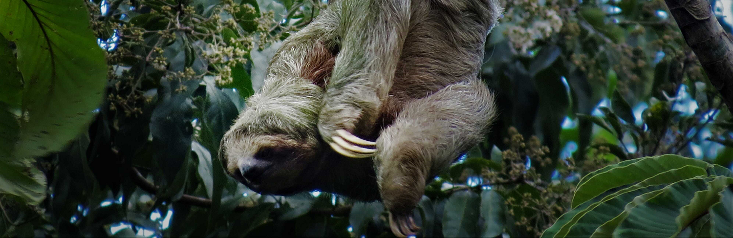 Sloth Territory Arenal Tour | Native's Way Costa Rica
